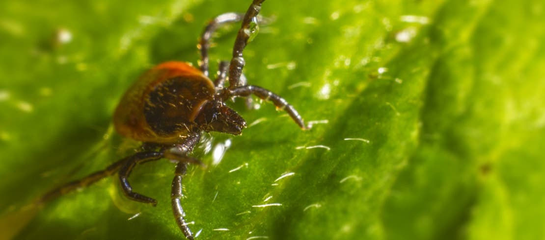 A zoomed-in image of a tick crawling on a green leaf.