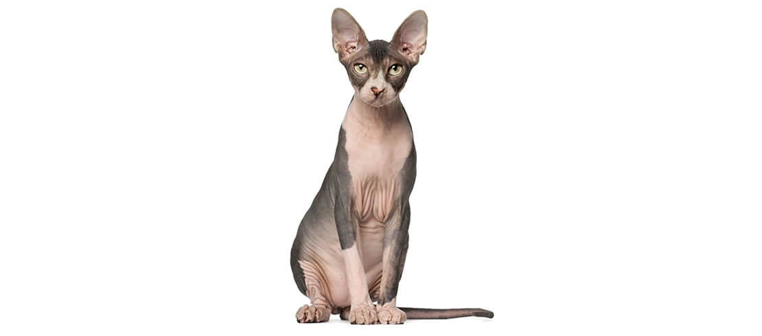 An almost hair-free, hypoallergenic Sphynx cat sitting