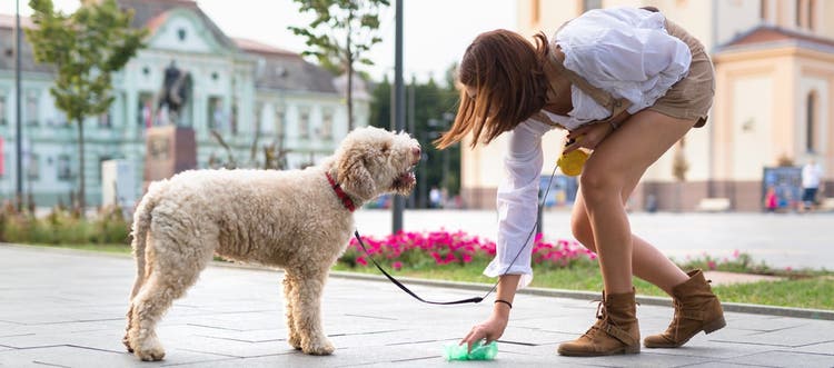 A pet owner cleaning up her dog’s poop with a green poop bag while the dog watches.