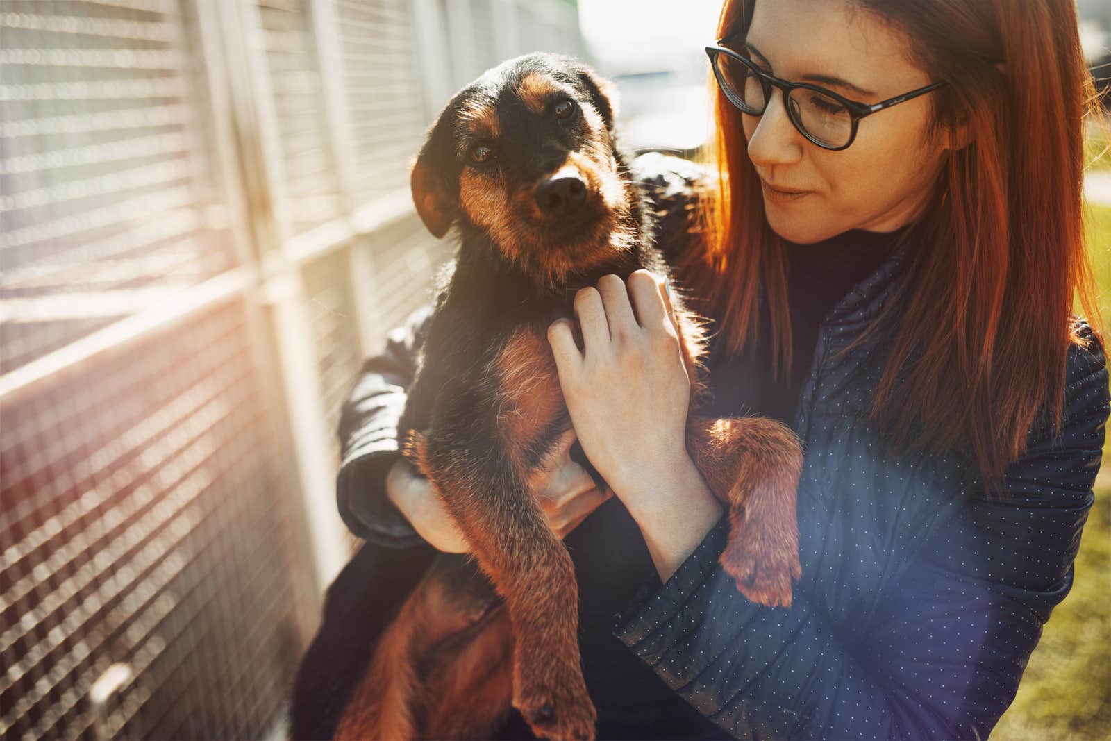 rescue dog being held by a woman