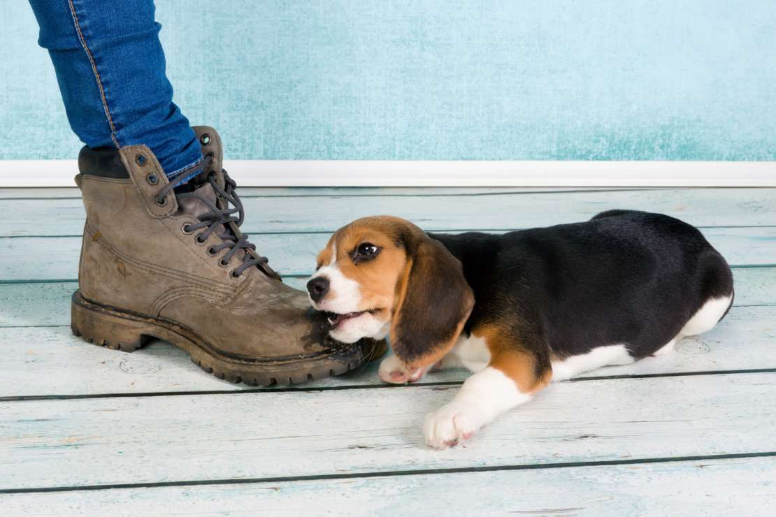 Photo d’un chien qui mâche une chaussure
