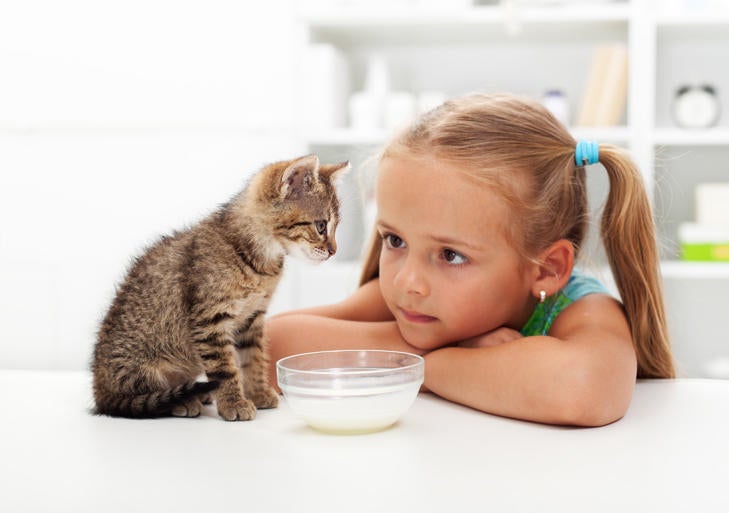 How to feed little kittens best sale