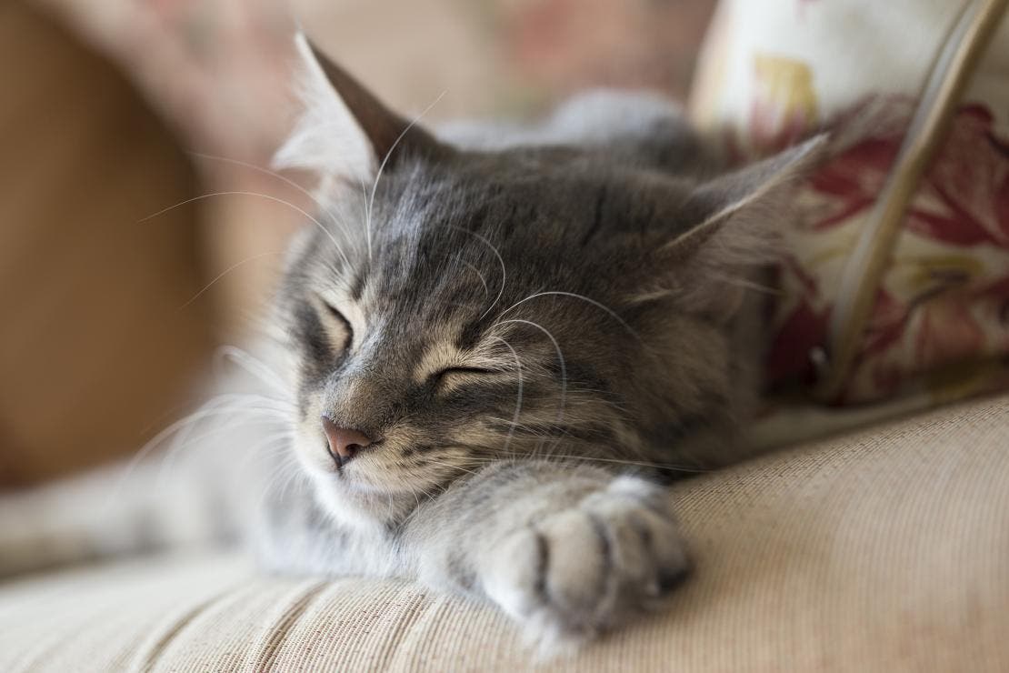 En grå katt sover fridfullt på en soffa