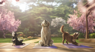 Find out more about itchy dogs