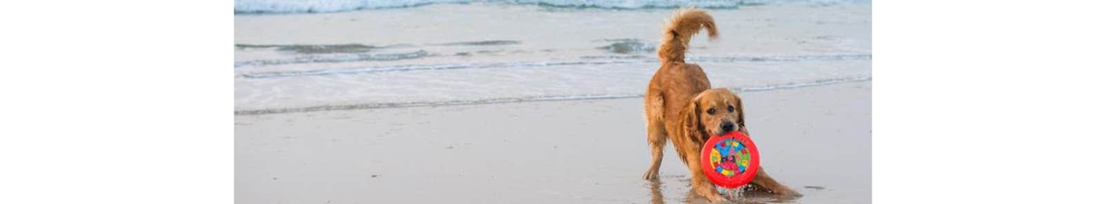 Dog on beach at risk of Leishmaniosis
