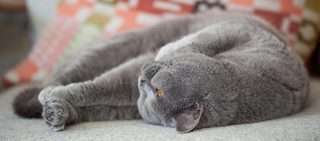A happy cat lying on a couch