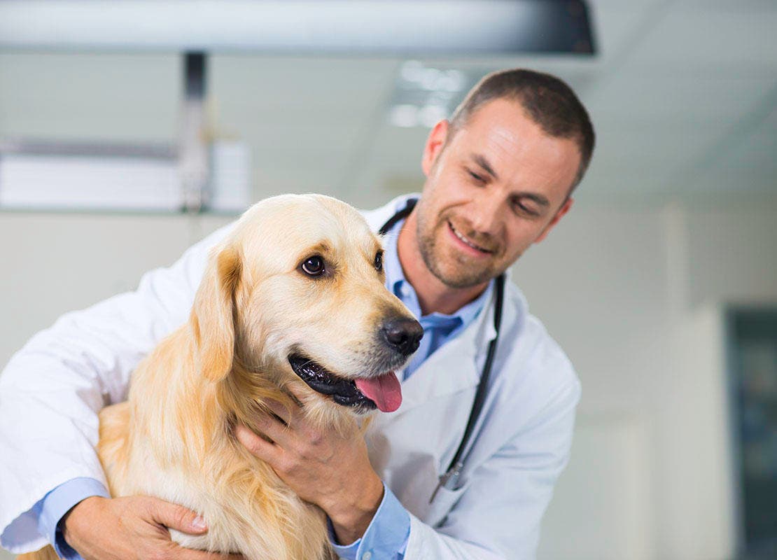 Veterinär som undersöker en hund