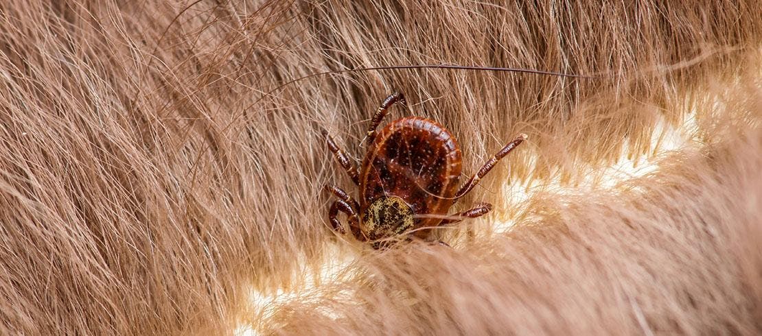 Close-up of a tick attached to an animal’s skin.