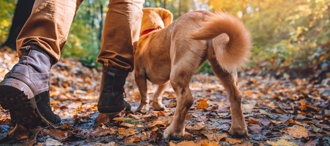 how long does lyme disease take to show up in dogs