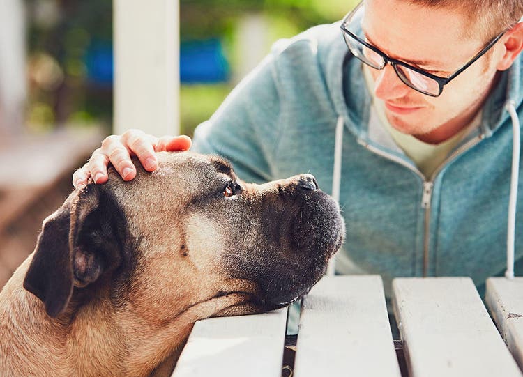 A large dog being petted lovingly by his owner
