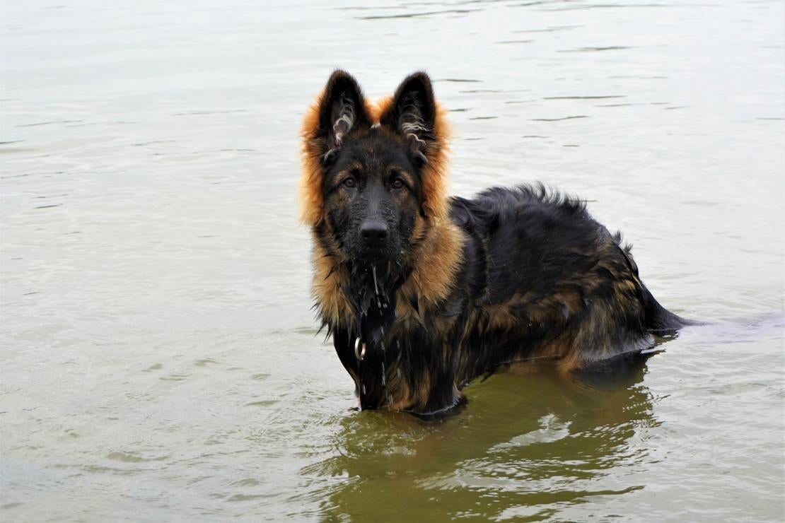 Hond, Zwemmen, Otto
