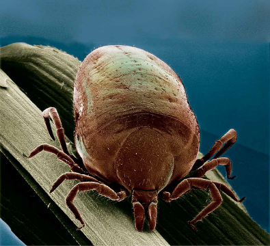 Microscope image of tick