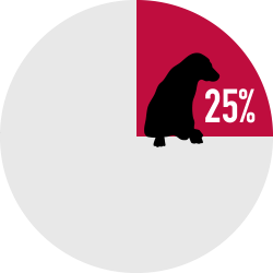 25% of dogs suffer from arthritis