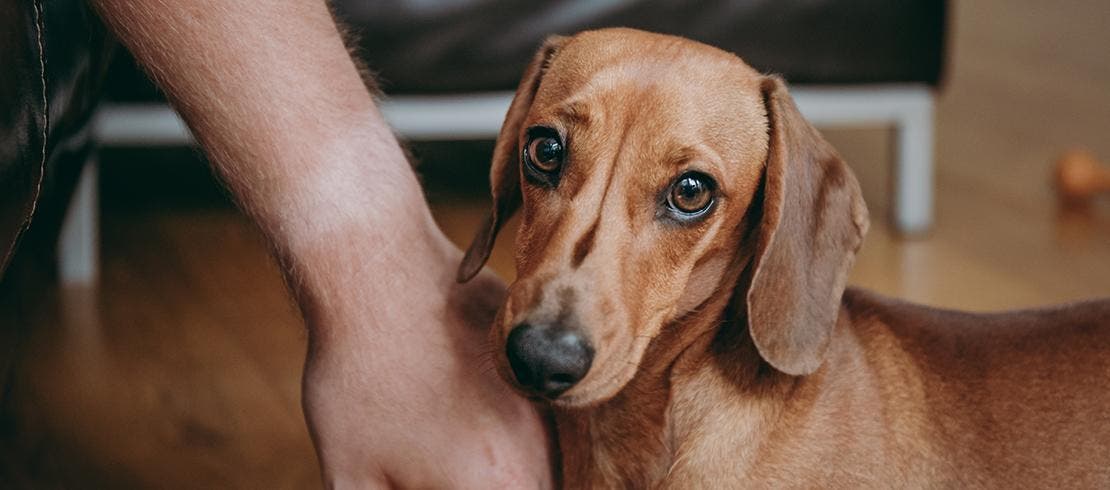 Cachorro próximo a seu dono após passear, um momento oportuno de conferir se ele tem carrapatos