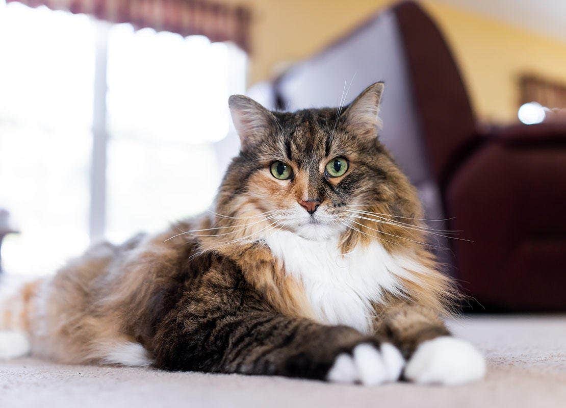 Maine Coon Katze liegt zu Hause auf dem Teppich