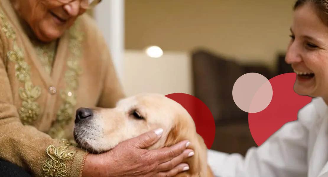 Image of an older women petting a golden retriever therapy dog
