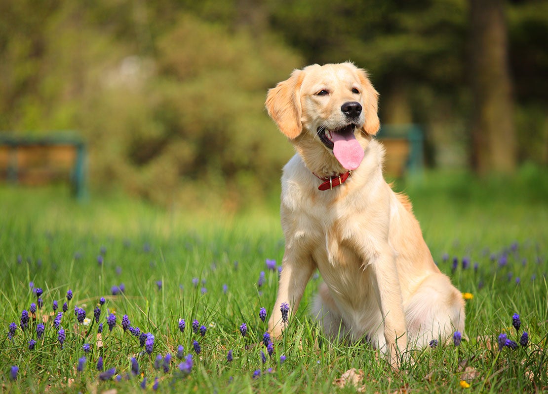 5 Fun Exercise Alternatives to Walking Your Dog