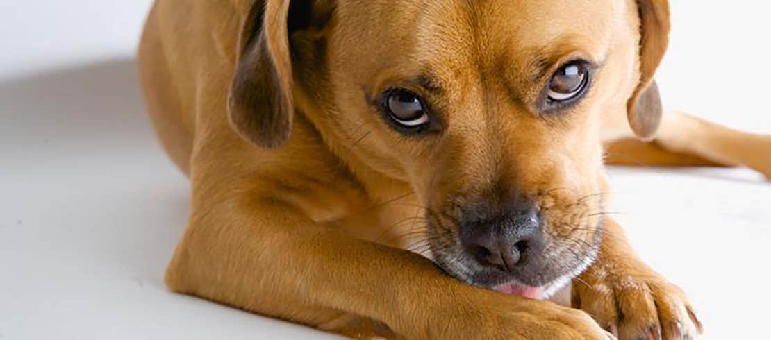  A sad dog with his head on his paws.