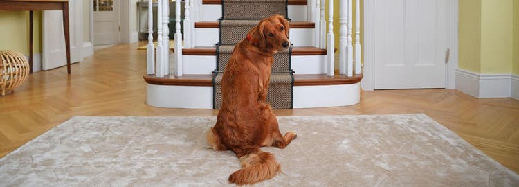 Hund sidder foran trappe og kigger tilbage