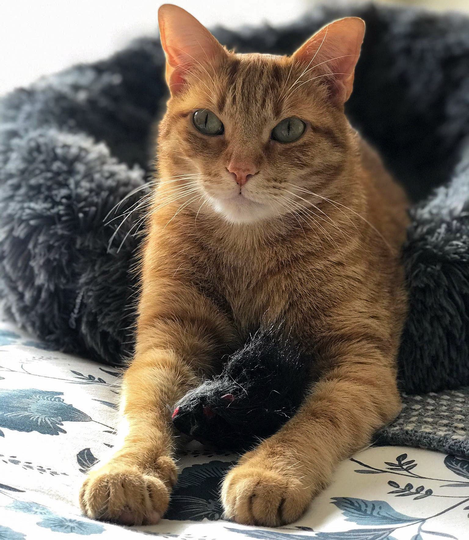 Consejos sobre cómo cuidar a un gato cachorro en casa, image size:1536x1767