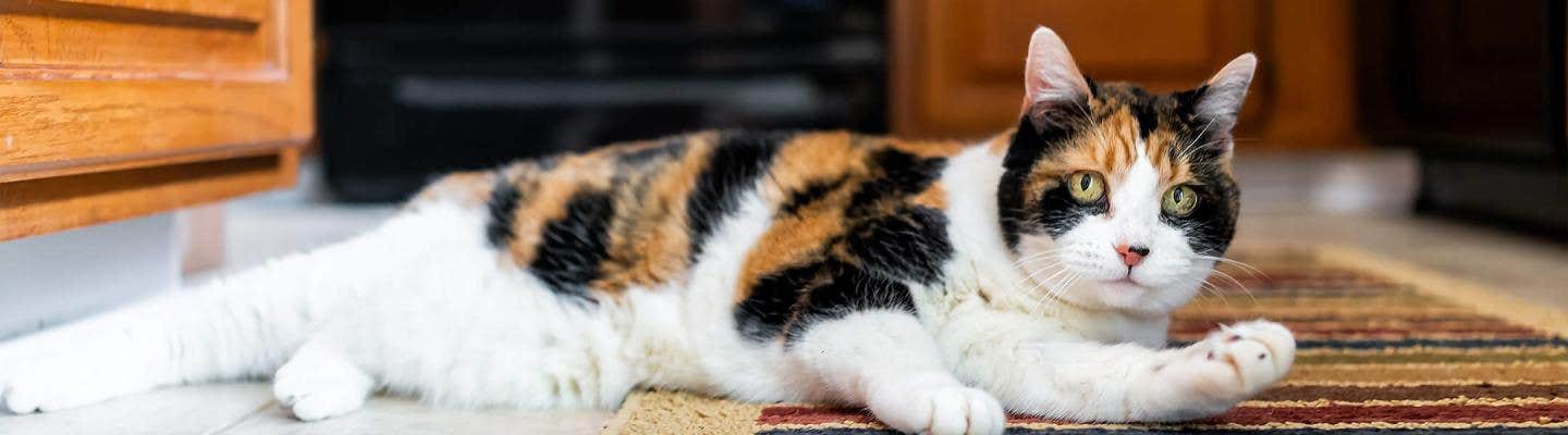 cat lying down