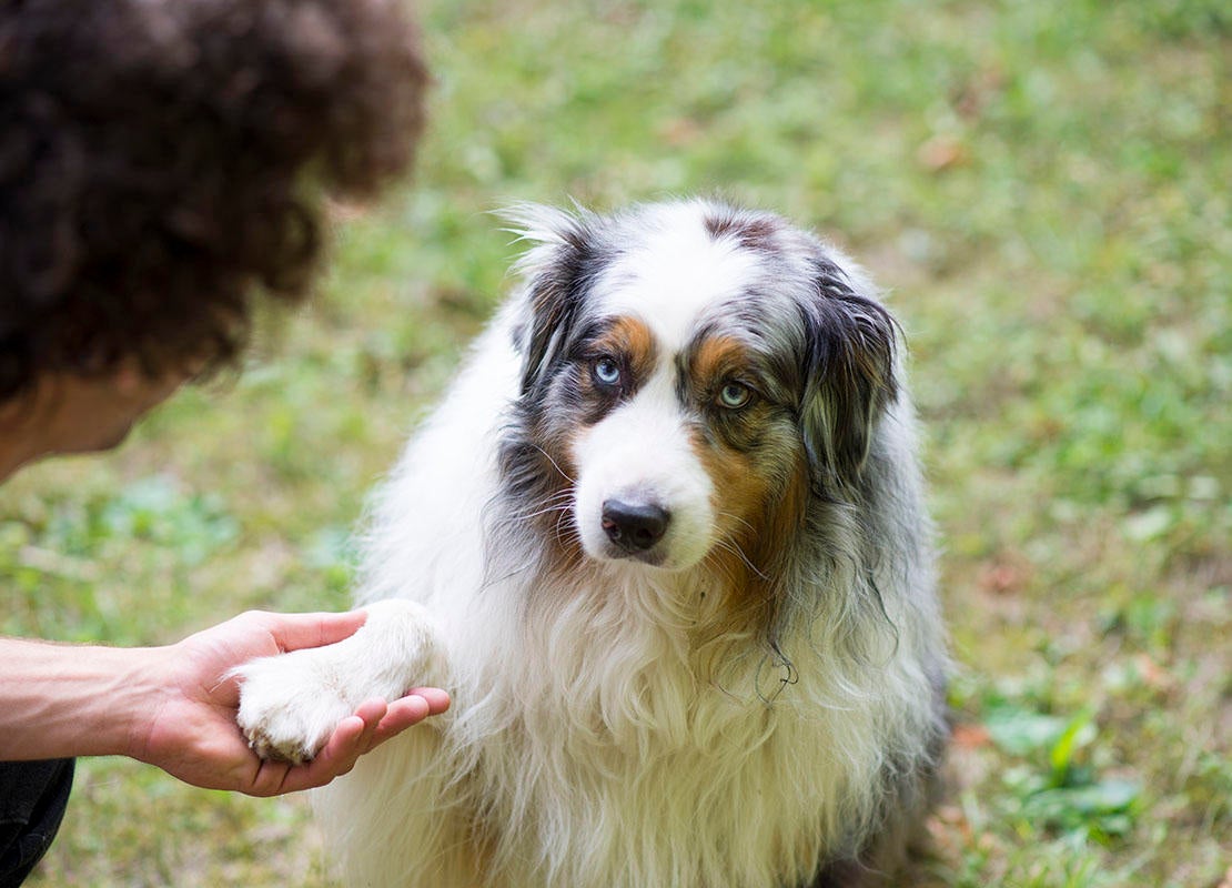 Foto van een hond die handen schudt met zijn baasje