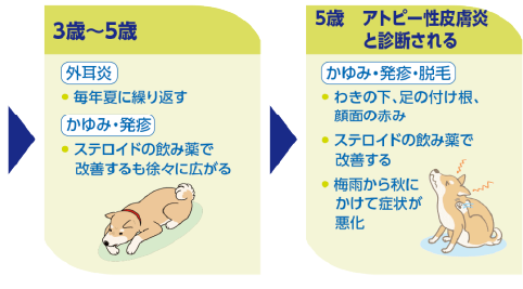 アトピー性皮膚炎の犬の体質（3－5歳）