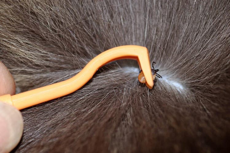 Como retirar uma carraça do pêlo de um gato de forma segura em sete passos simple