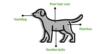 子犬で見られる、嘔吐、被毛粗剛、下痢、腹部膨満などの寄生虫による症状 