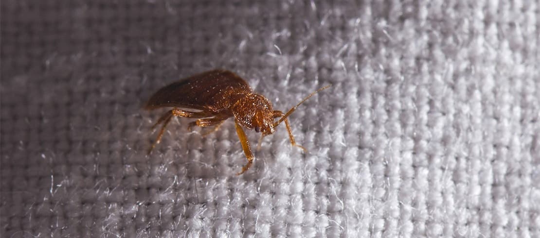 A zoomed-in image of bed bug on white bed sheet.