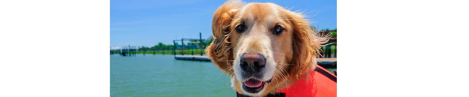 Dog on boat