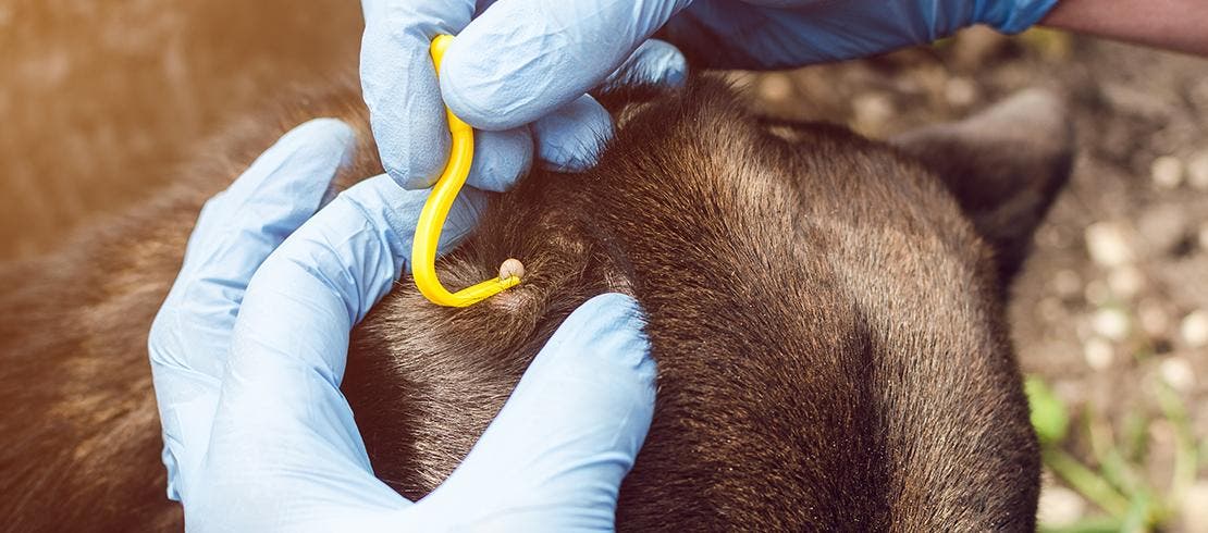 How to remove a tick from a dogs ear with a tick hook