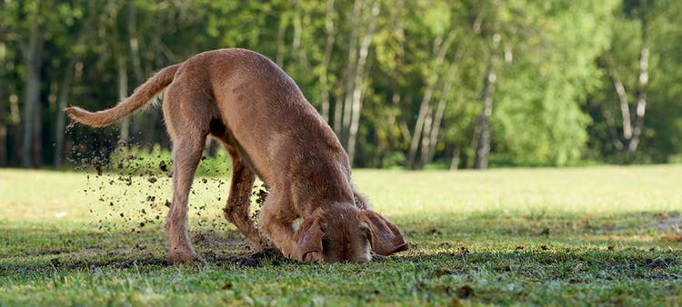 Rundmask hos hund - symptom och behandling