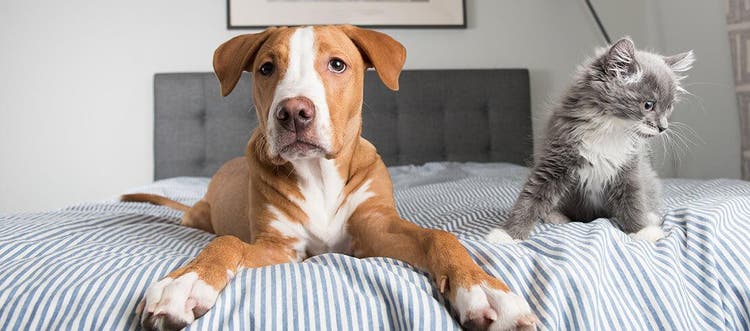 Foto van een hond en kat die speels op de rand van het bed zitten
