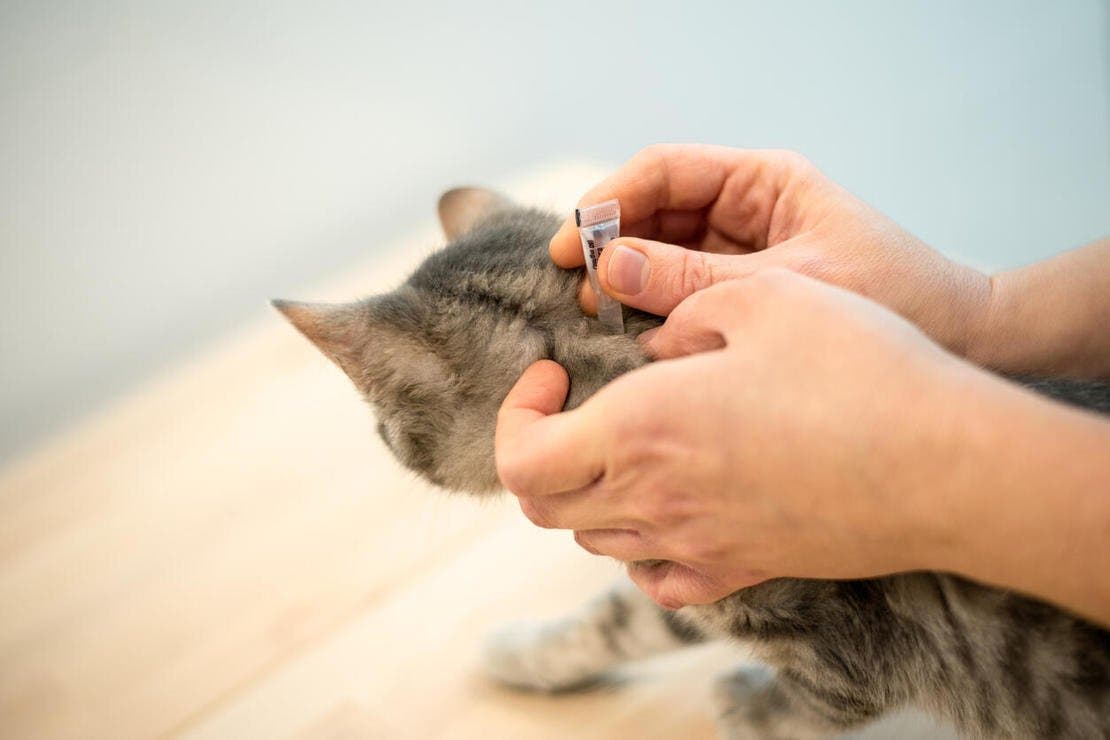 Spot-on treatment being applied to cat