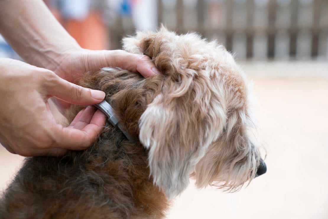 Seresto dog flea collar with store tick control