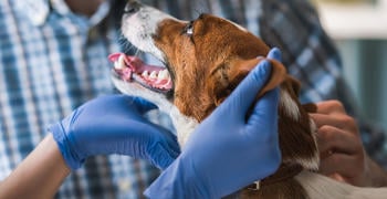 Hund sieht sein Herrchen an während er vom Tierarzt untersucht wird