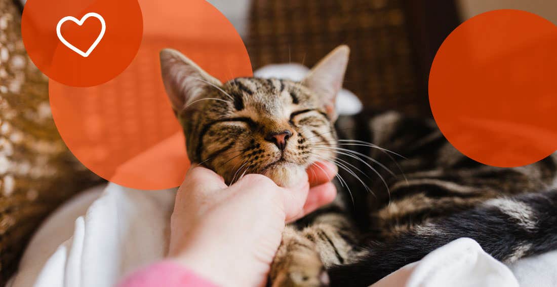 Tabby cat enjoying scratches under the chin