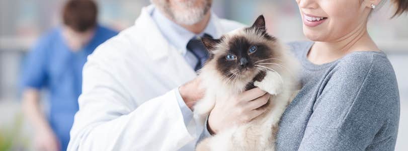 Cat being cuddled is insured 