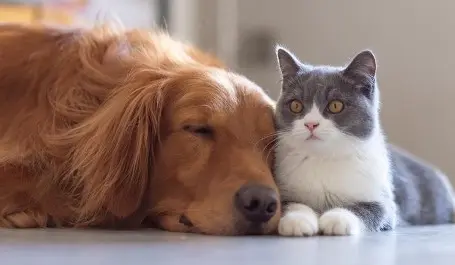 Dog and cat lying together