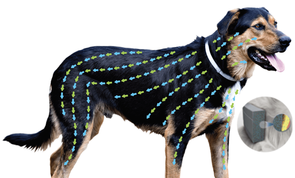 Seresto mode of action representation on dog