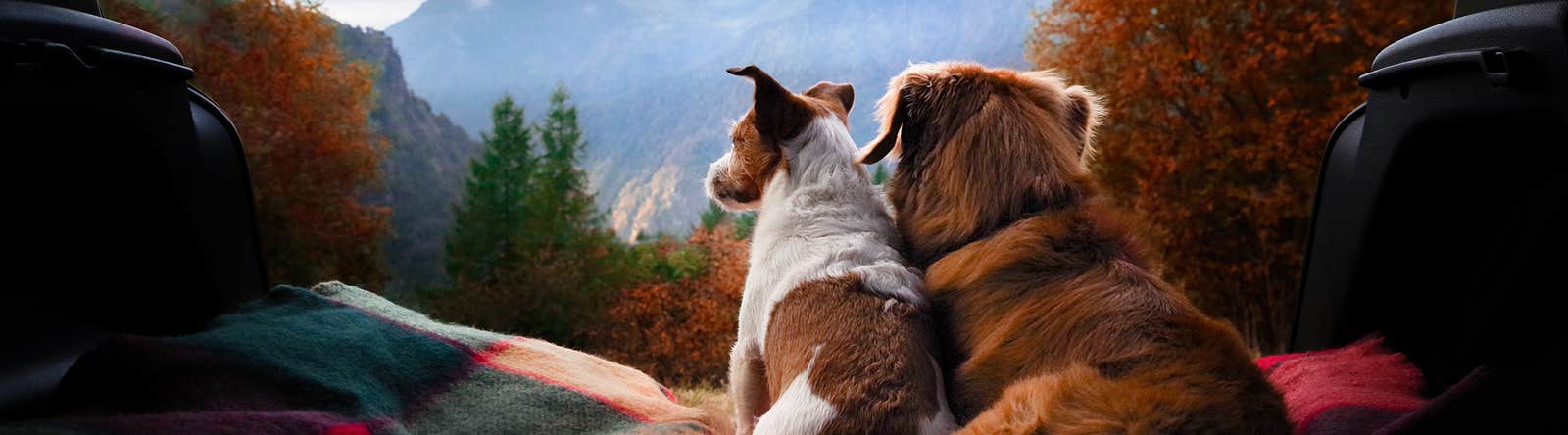 Honden in achterbak auto, kijken uit over berggebied 