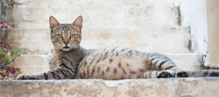 ALT: gatta_incinta_02_shutterstock_479615161-2
