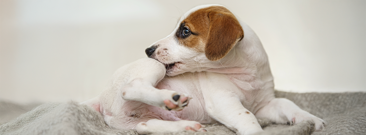 Pet incomodado devido à presença de pulgas e carrapatos