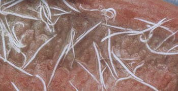 infected-pet-with-hookworms.jpeg