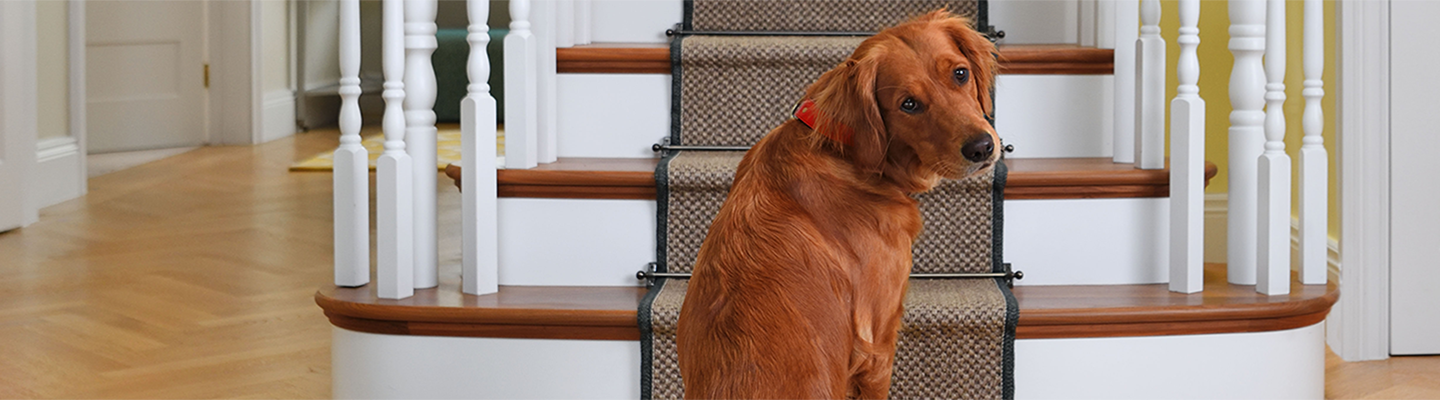Brun hund sitter vid trappan