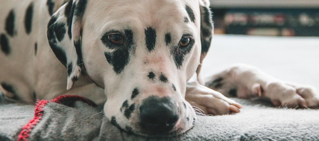 A Dalmatian resting its head on on a bed.