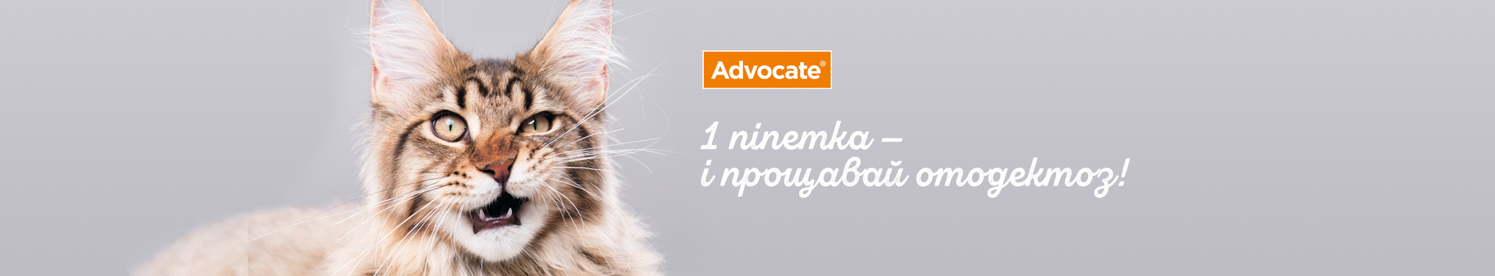1 піпетка Адвокат® – і прощавай, вушний кліщ! | Мій домашній улюбленець і я