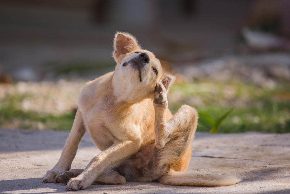 Hond krabt bij zijn oor