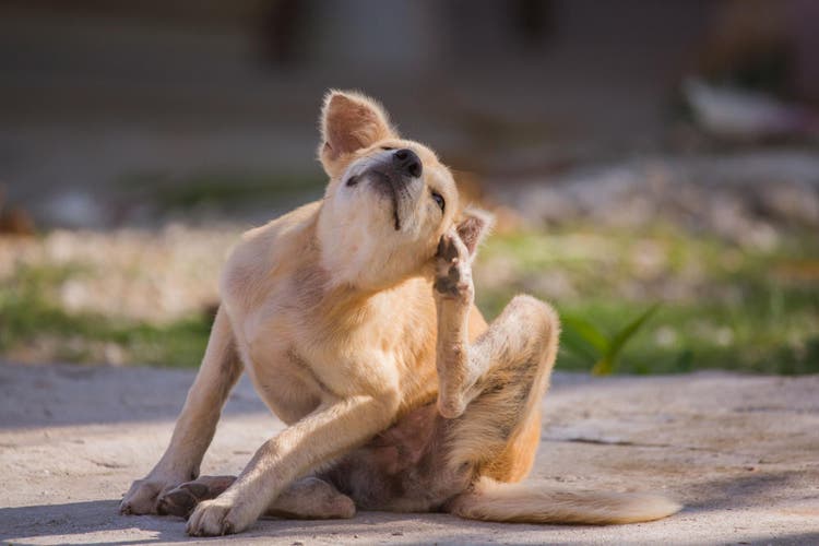 Hond krabt bij zijn oor